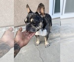 Small Photo #1 French Bulldog Puppy For Sale in MURRIETA, CA, USA
