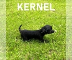 Small #4 YorkiePoo