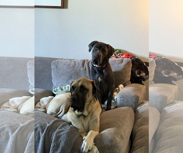 Medium Photo #2 Mutt Puppy For Sale in Goodyear, AZ, USA