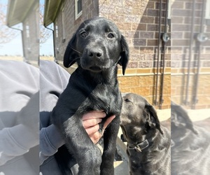 Labrador Retriever Puppy for sale in LADOGA, IN, USA