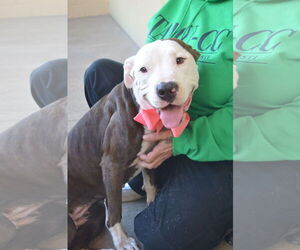 American Pit Bull Terrier-Unknown Mix Dogs for adoption in McKinney, TX, USA