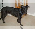 Small #3 Mutt