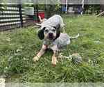 Small #3 Mutt