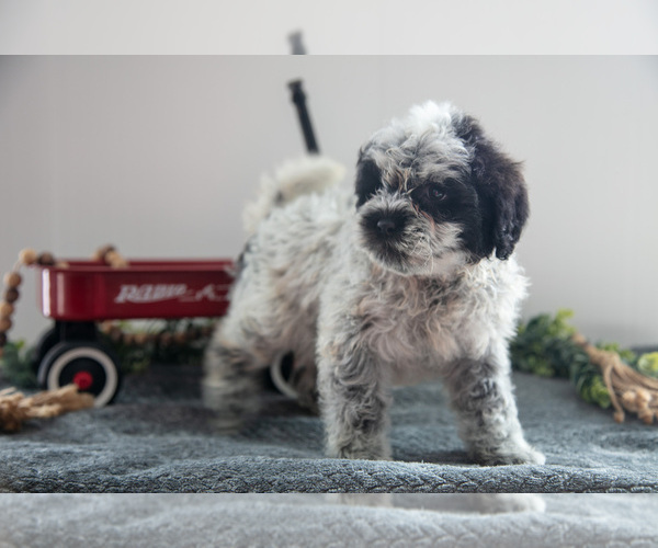 Medium Photo #2 Poodle (Miniature)-Portuguese Water Dog Mix Puppy For Sale in FREDERICKSBURG, OH, USA