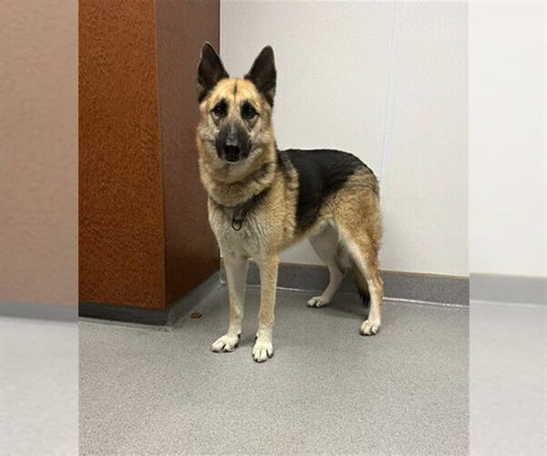 Medium Photo #1 German Shepherd Dog Puppy For Sale in Rancho Cucamonga, CA, USA