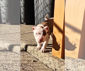 American Bully Puppy for sale in NORTH VERSAILLES, PA, USA
