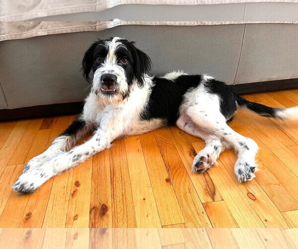 Medium Photo #8 Pointer-Unknown Mix Puppy For Sale in Woodbury, NY, USA