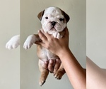 Small Photo #7 Bulldog Puppy For Sale in NORCO, CA, USA