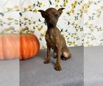 Small Photo #2 Miniature Pinscher Puppy For Sale in MARTINSVILLE, IN, USA
