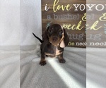Diesel - Male Dachshund Puppy for Sale - Photo #4