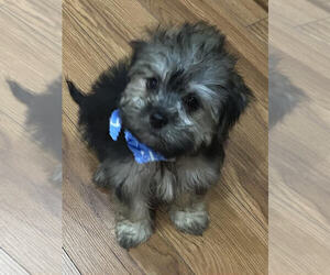 Shorkie Tzu-Yorkshire Terrier Mix Puppy for sale in MOUNT CLEMENS, MI, USA
