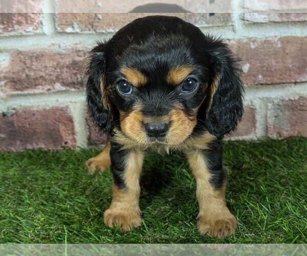 Medium Photo #2 Cavalier King Charles Spaniel Puppy For Sale in MOBERLY, MO, USA