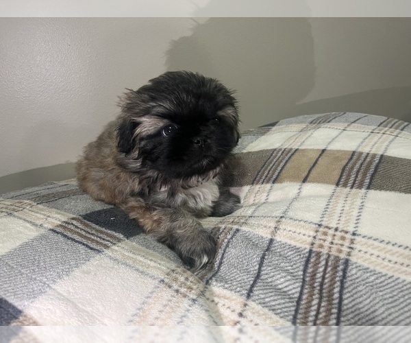 Medium Photo #1 Pekingese Puppy For Sale in KANSAS CITY, MO, USA