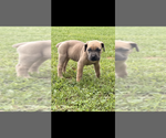 Puppy Puppy 7 Cane Corso