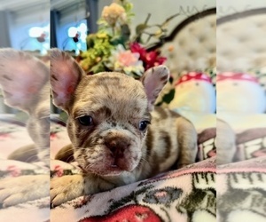 French Bulldog Puppy for sale in NEW LONDON, NC, USA
