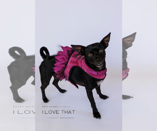 Medium Photo #2 Chiweenie Puppy For Sale in The Woodlands, TX, USA