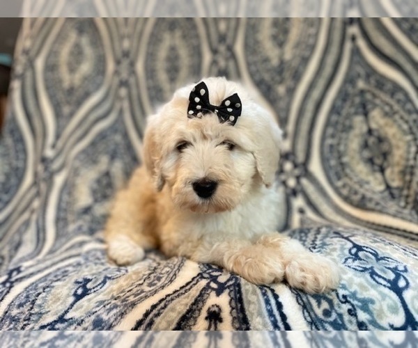 Medium Photo #15 Poodle (Standard) Puppy For Sale in LAKELAND, FL, USA