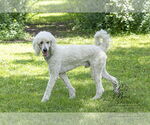 Small #8 Poodle (Standard)