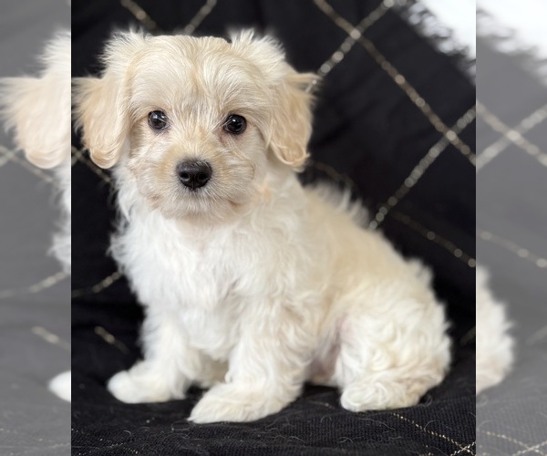 Medium Photo #2 Cav-A-Malt Puppy For Sale in ROCK STREAM, NY, USA