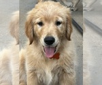 Small #1 Golden Retriever