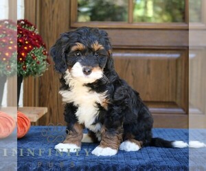 Bernedoodle (Miniature) Puppy for sale in NARVON, PA, USA