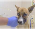 Small Gerberian Shepsky