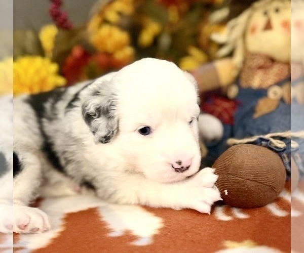 Medium Photo #2 Miniature Australian Shepherd Puppy For Sale in ANTHONY, FL, USA