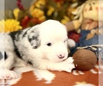 Small Photo #2 Miniature Australian Shepherd Puppy For Sale in ANTHONY, FL, USA