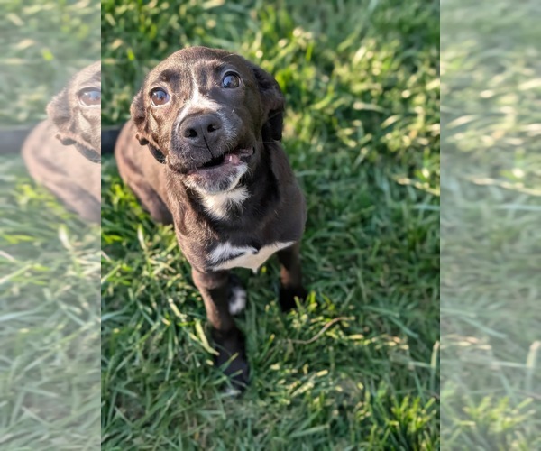 Medium Photo #2 American Staffordshire Terrier-Labrador Retriever Mix Puppy For Sale in Holly Springs, NC, USA