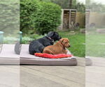 Small #3 Labrador Retriever Mix