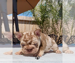Small #2 French Bulldog