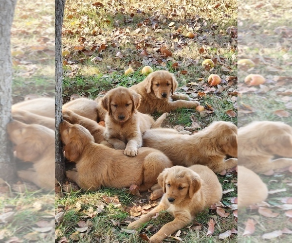 Medium Photo #9 Golden Retriever Puppy For Sale in FERNDALE, WA, USA
