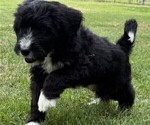 Puppy Chase Bernedoodle