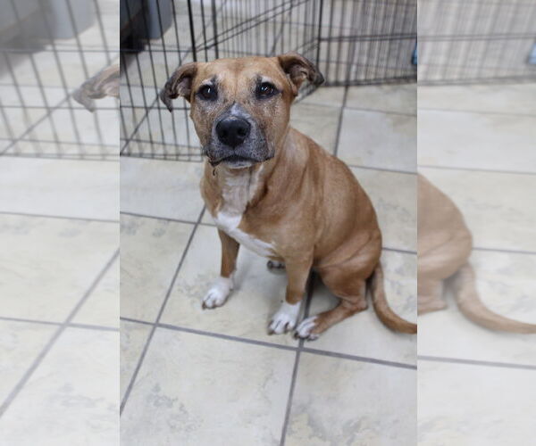 Medium Photo #4 American Pit Bull Terrier-Unknown Mix Puppy For Sale in El Centro, CA, USA