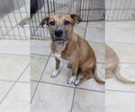 Small #3 American Pit Bull Terrier Mix