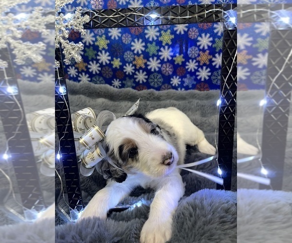 Medium Photo #17 Bernedoodle Puppy For Sale in CLEVELAND, TN, USA
