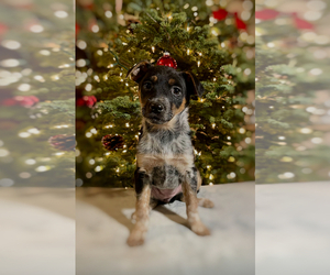 Australian Cattle Dog Puppy for sale in HILLSBORO, WI, USA