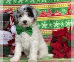 Small Photo #2 Sheepadoodle Puppy For Sale in LANCASTER, PA, USA