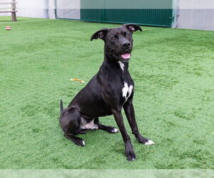 Labrador Retriever Dogs for adoption in Pasadena, CA, USA
