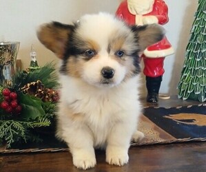 Pembroke Welsh Corgi Puppy for sale in MILTON, WI, USA
