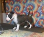Small Photo #5 Bull Terrier Puppy For Sale in FAYETTEVILLE, NC, USA