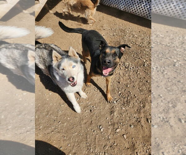 Medium Photo #3 Staffordshire Bull Terrier Puppy For Sale in Marina Del Rey, CA, USA