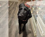 Small #2 Labradoodle