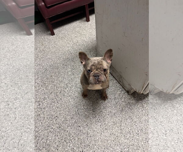 Medium Photo #1 French Bulldog Puppy For Sale in Crete, IL, USA