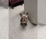 Small French Bulldog
