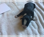 Small Photo #18 Australian Shepherd Puppy For Sale in SAINT MATTHEWS, SC, USA