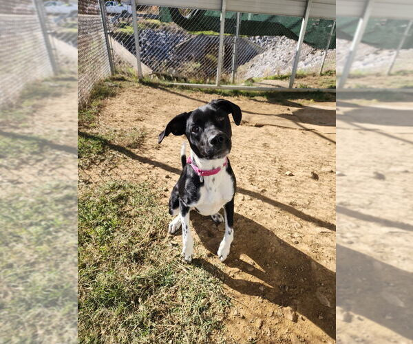 Medium Photo #7 Beagle-Unknown Mix Puppy For Sale in Evansville, IN, USA