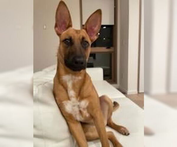Medium Photo #7 Mutt Puppy For Sale in Los Angeles, CA, USA