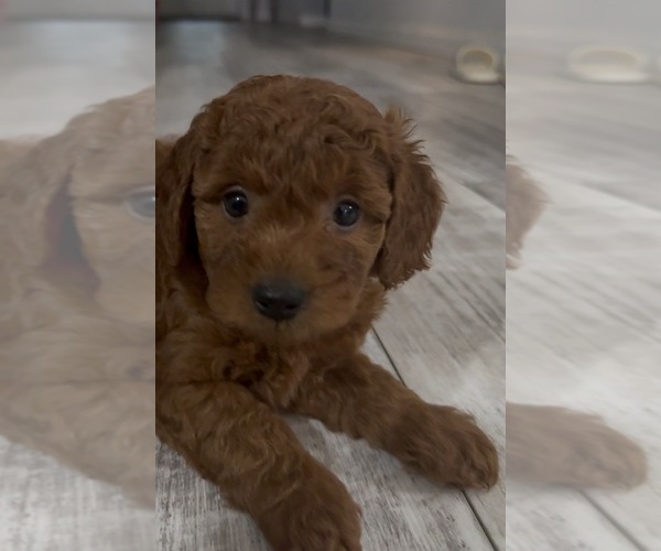 Medium Photo #30 Golden Retriever-Poodle (Toy) Mix Puppy For Sale in GIBSONTON, FL, USA