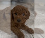 Small #3 Golden Retriever-Poodle (Toy) Mix